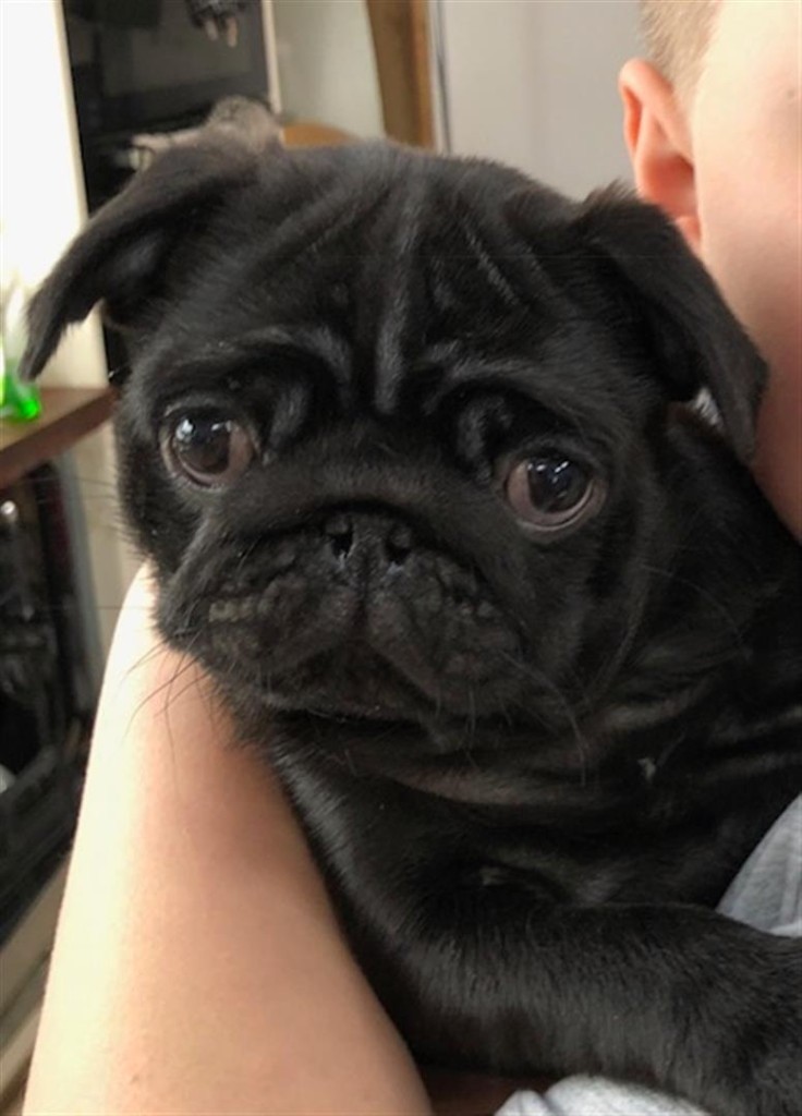 Pug Puppy Female Black in Selkirk, Scottish Borders Gumtree