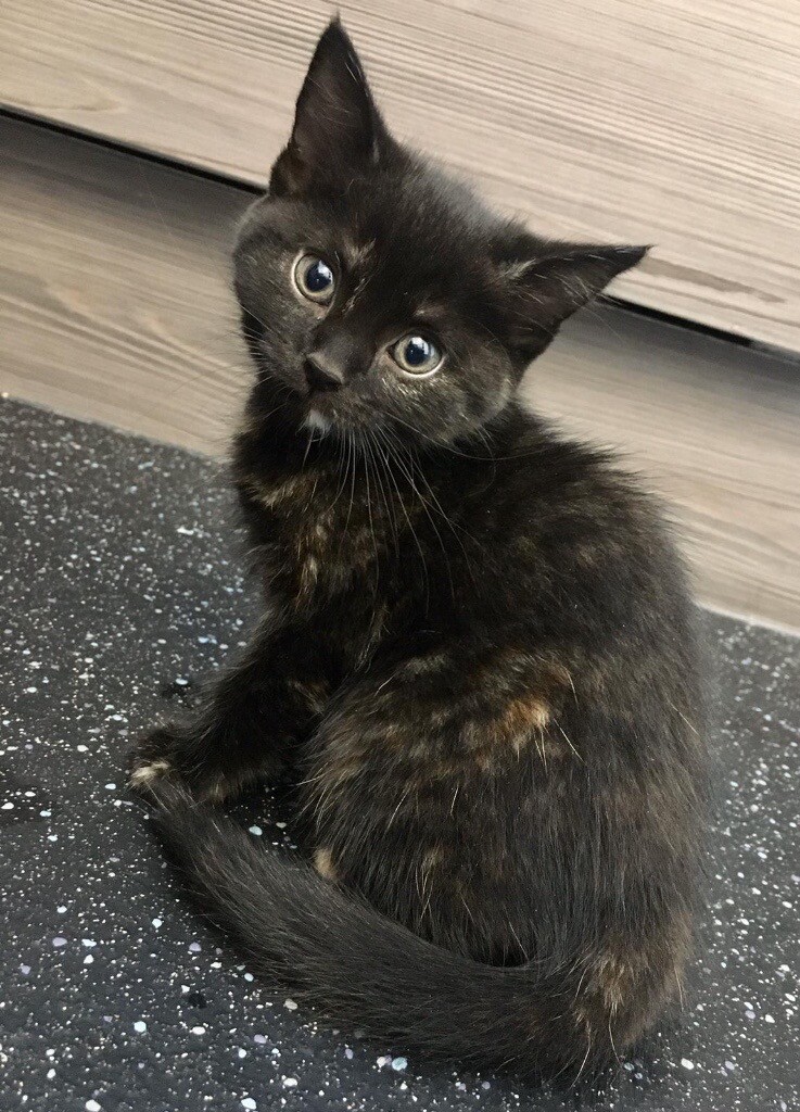 Beautiful female calico kitten for sale last one, in Chingford