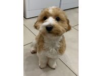 Cavapoo puppy for sale 