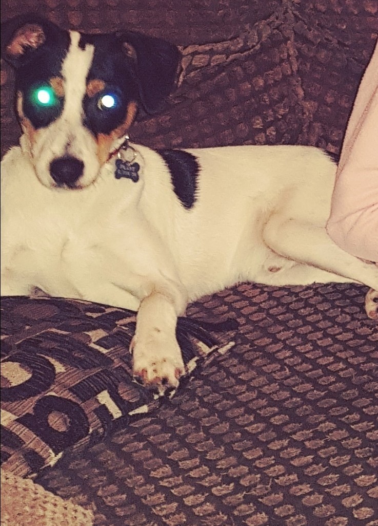 Jack Russell for sale in York, North Yorkshire Gumtree