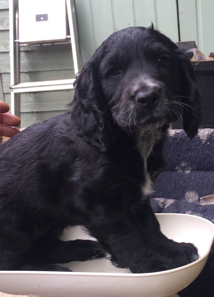 Beautiful Cocker Spaniel Puppies in Exeter, Devon Gumtree