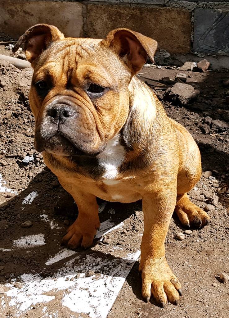 Beautiful American Bully Pocket Female in Stenhousemuir, Falkirk