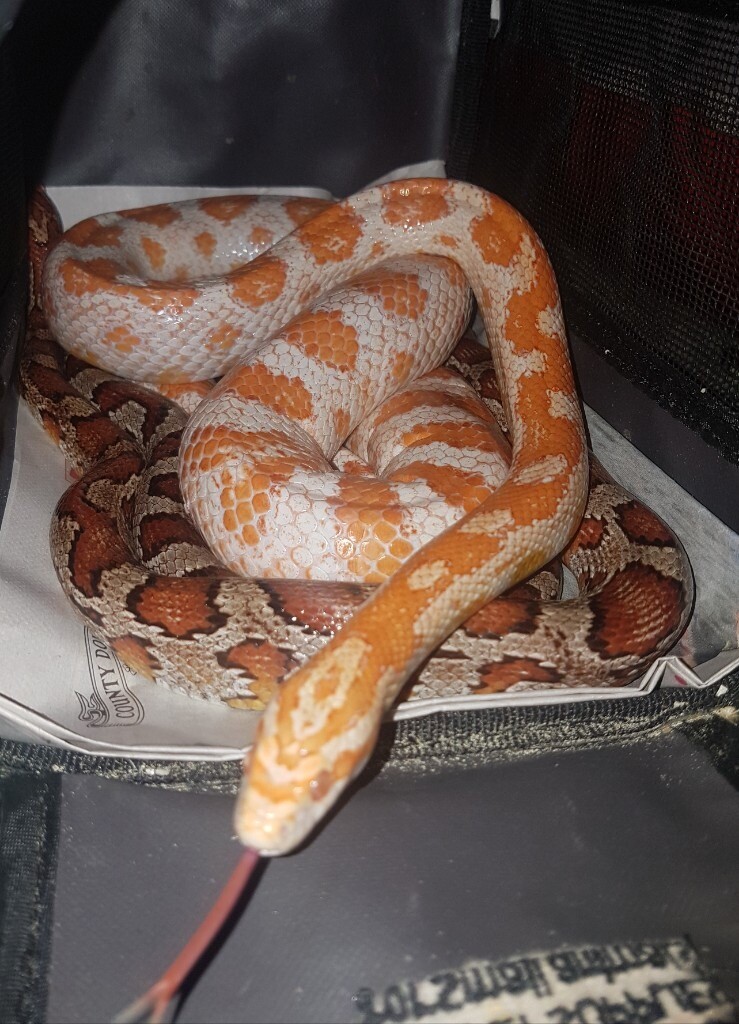 Selling Candy Cane Corn Snake And Miami Corn Snake Both Are Female