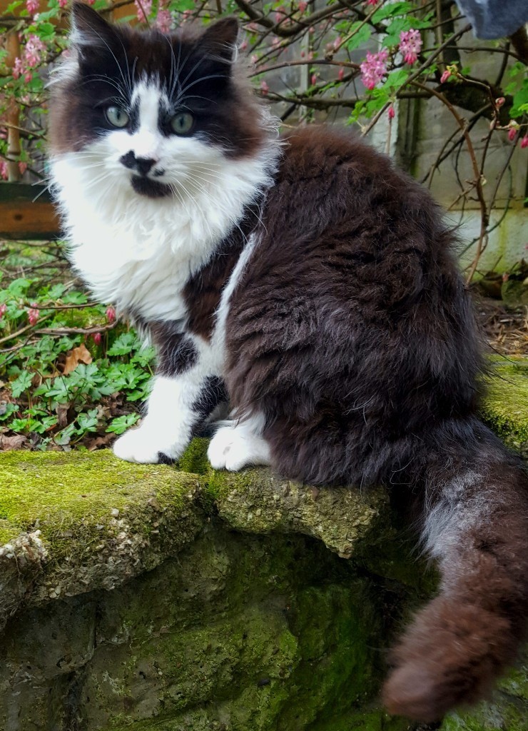 X Norwegian Forest male kitten for sale in Great Barr, West Midlands