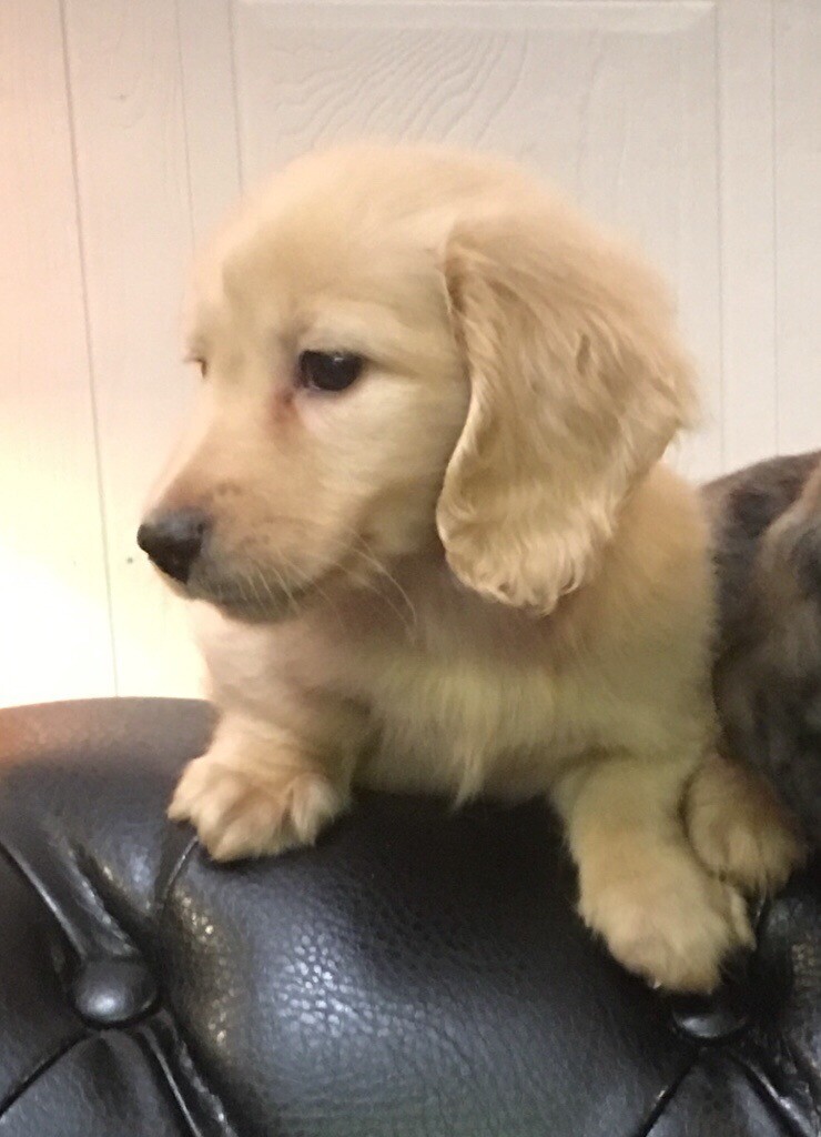 Cream Mini Longhair Dachshund Puppies In St Clears