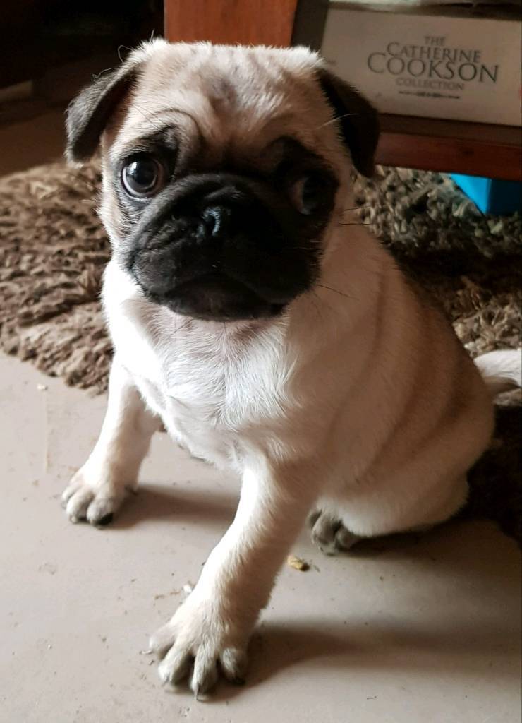 Pedigree Pug for sale in Kings Lynn, Norfolk Gumtree