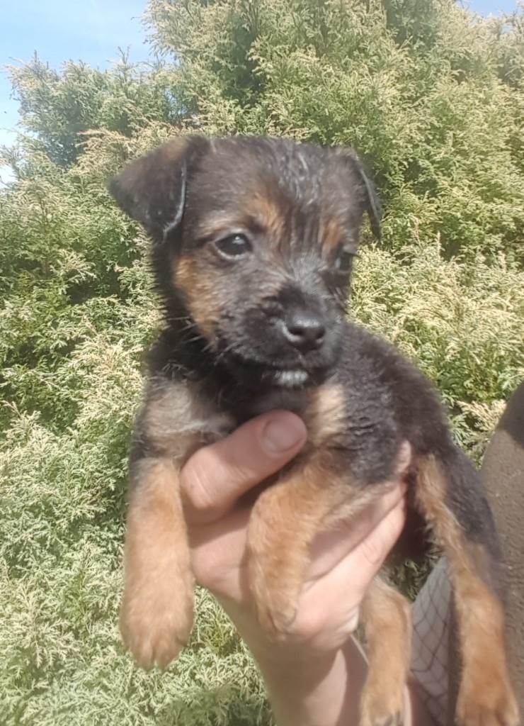 Border terrier x jack russell puppies in Sidmouth, Devon Gumtree