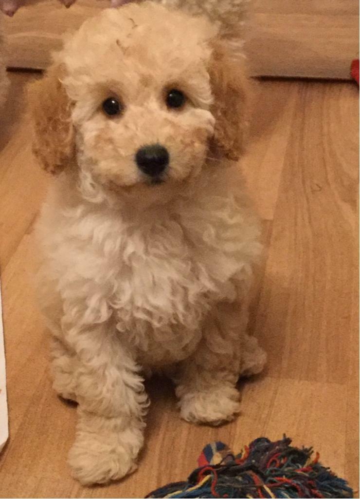 Miniature Poodle Puppies. Stunningly Beautiful in Hartlepool, County