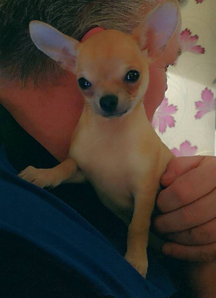 CHIHUAHUA PUPS in Maybole, South Ayrshire Gumtree