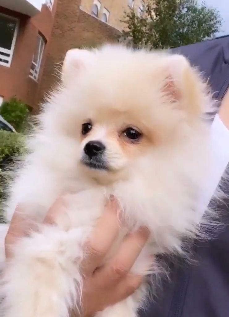 Stunning Pomeranian for sale in St Johns Wood, London Gumtree