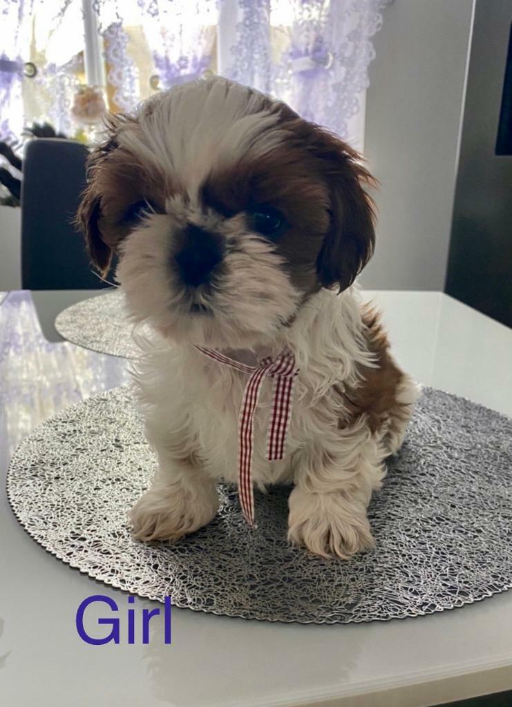 Shih tzu puppy’s for sale in Hull, East Yorkshire Gumtree