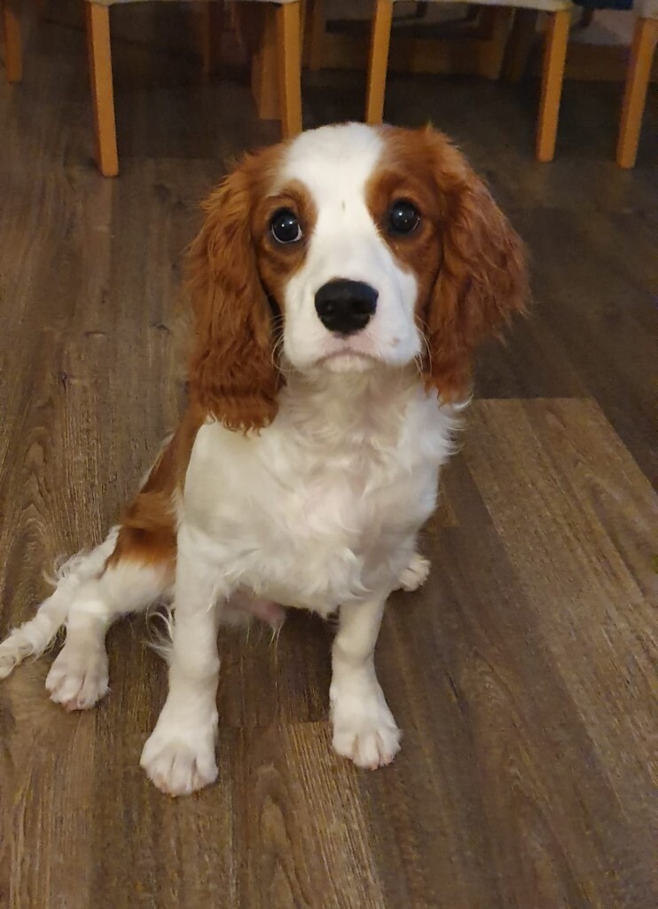King Charles Puppy in Workington, Cumbria Gumtree