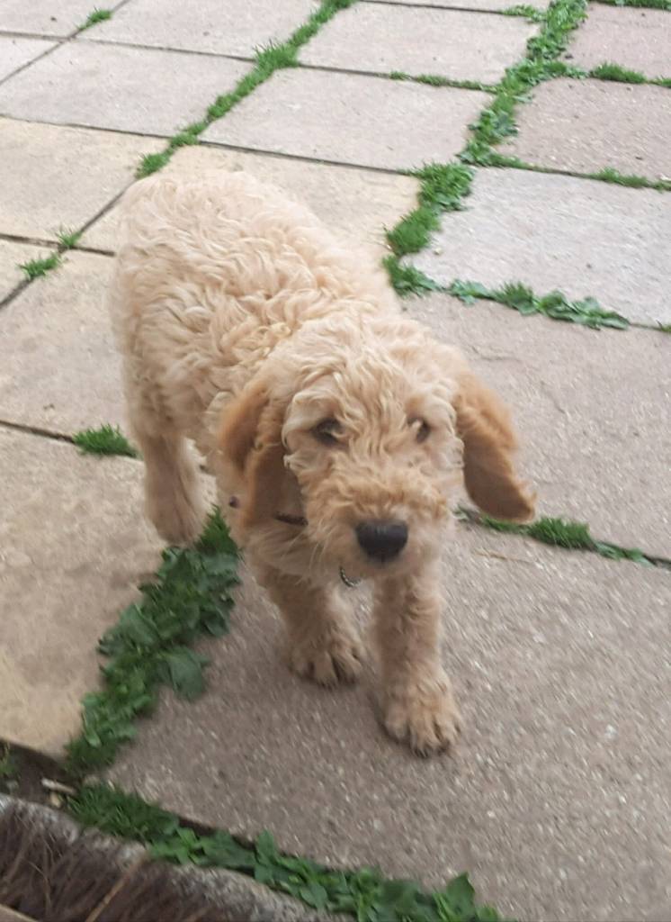 F3b labradoodle x american cockapoo in Crediton, Devon Gumtree