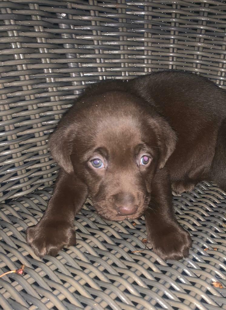 Chocolate Labrador puppies for sale in Swansea Gumtree