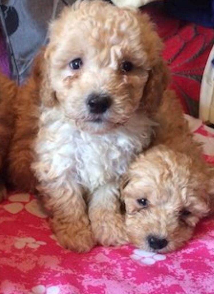 Cavapoo pups in Southside, Glasgow Gumtree