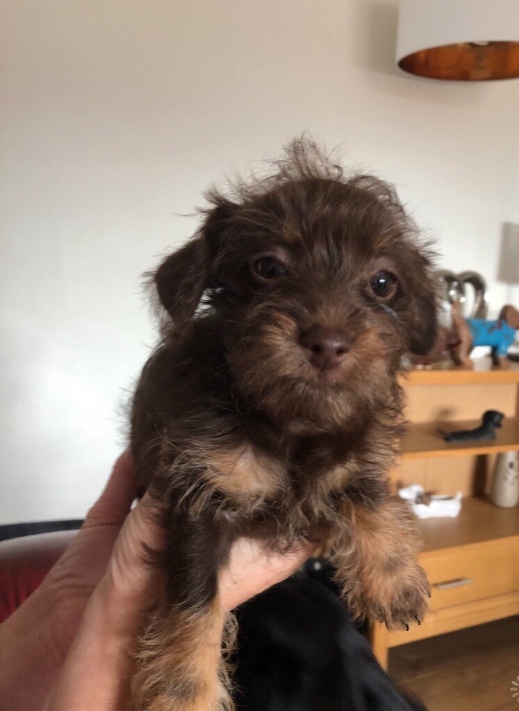 Mini dachshund x toy poodle | in Leicester, Leicestershire ...