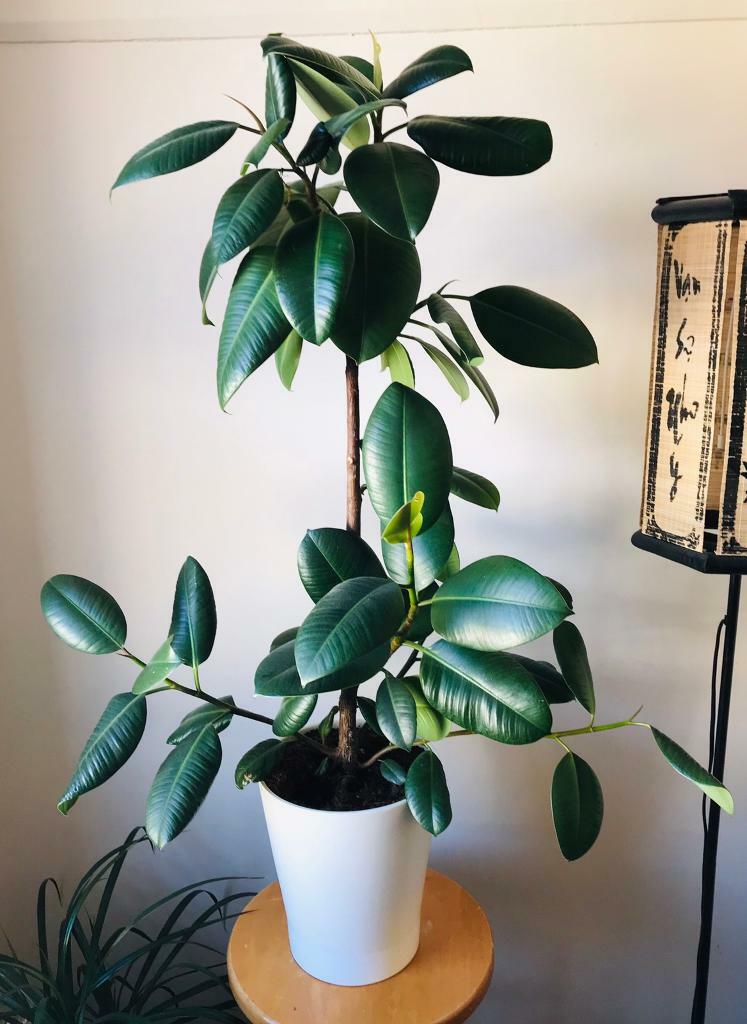 Rubber plant ficus robusta / elastica in Cathays