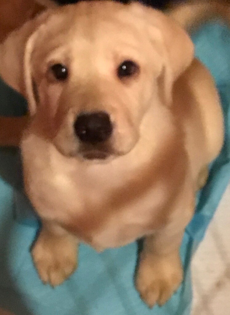 1 Chunky Male Labrador in Llandeilo, Carmarthenshire Gumtree