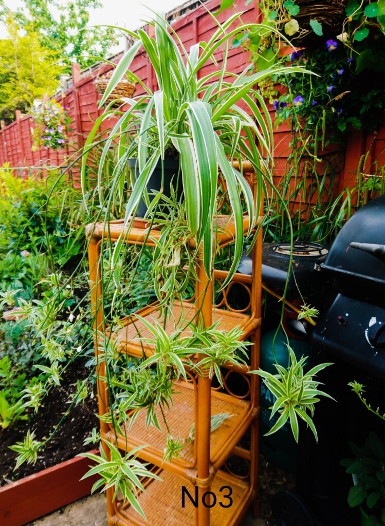 Large Spider plants beautiful plants flowering in