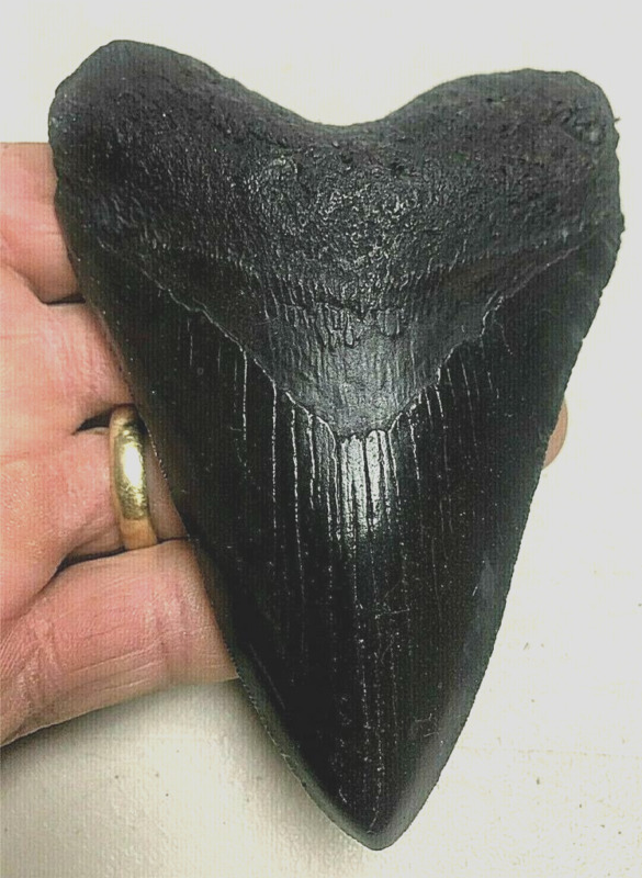 ALMOST Perfect Megalodon replica tooth 4&3/4" nearly perfect serration black
