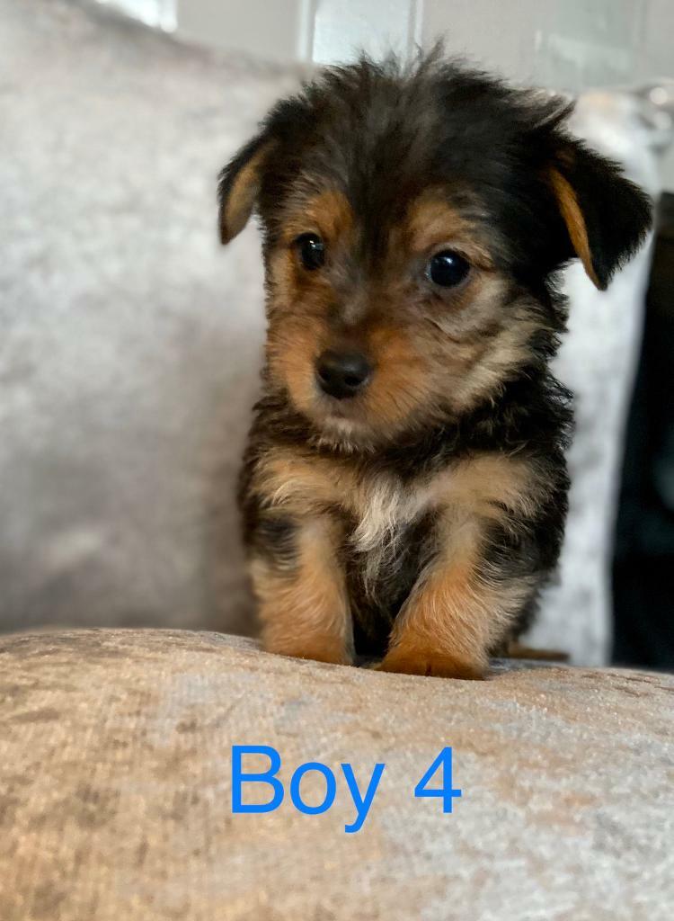 Miniature Jack Russell puppies in Writtle, Essex Gumtree