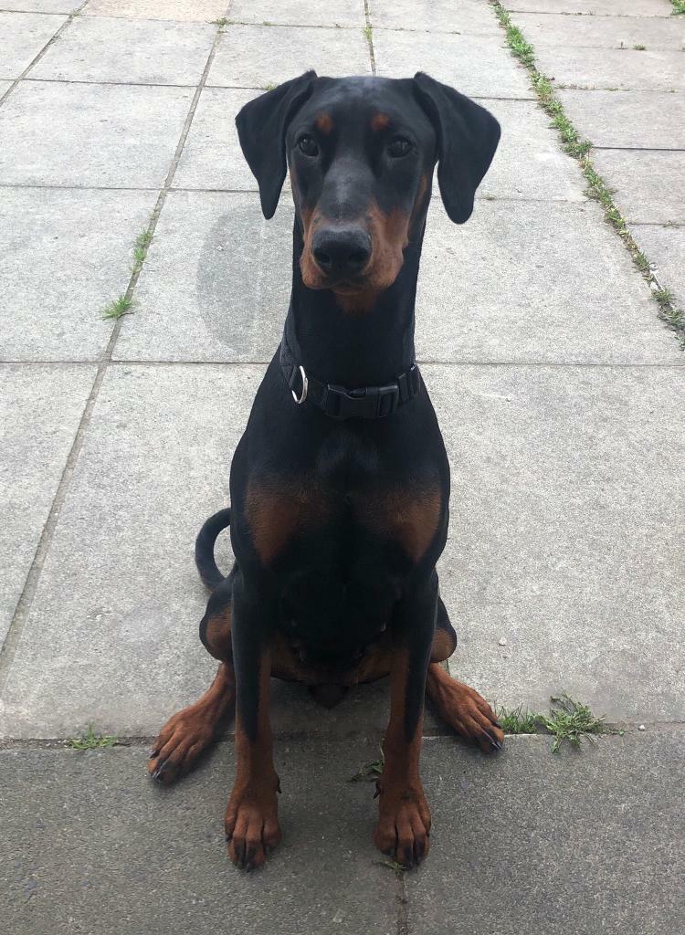 10 month old Doberman in Woolton, Merseyside Gumtree