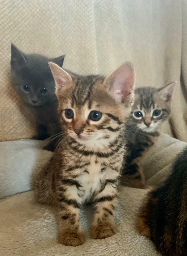 Bengal x kittens for sale in Newmilns, East Ayrshire Gumtree