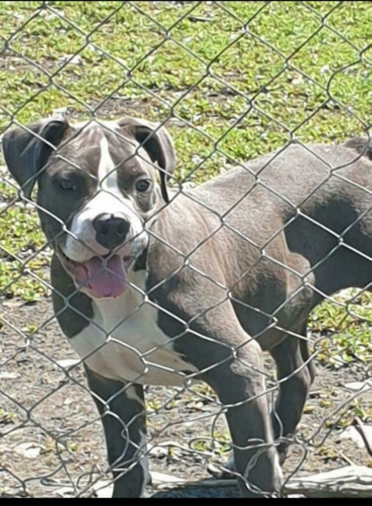 Beautiful XL american bully female. in Portsmouth, Hampshire Gumtree