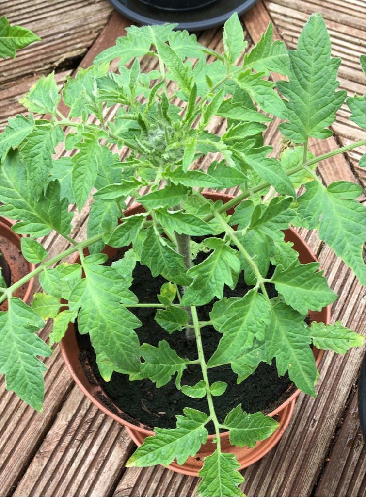 Tomatoe plants in year mature and startup in Blackburn