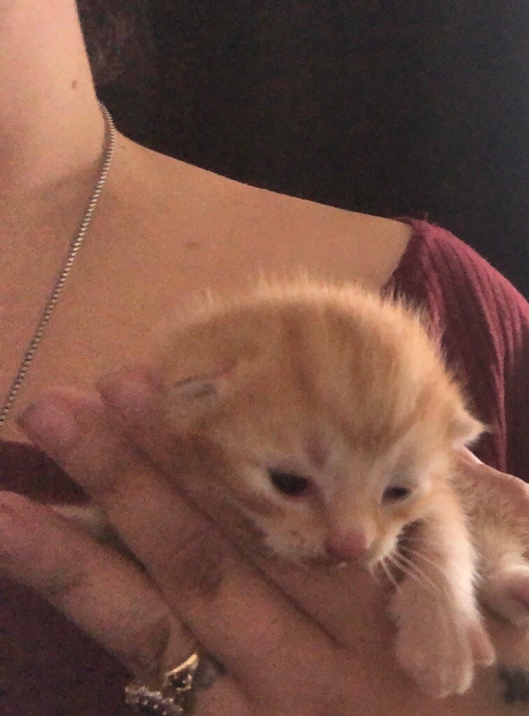 2 ginger kittens in Northampton, Northamptonshire Gumtree