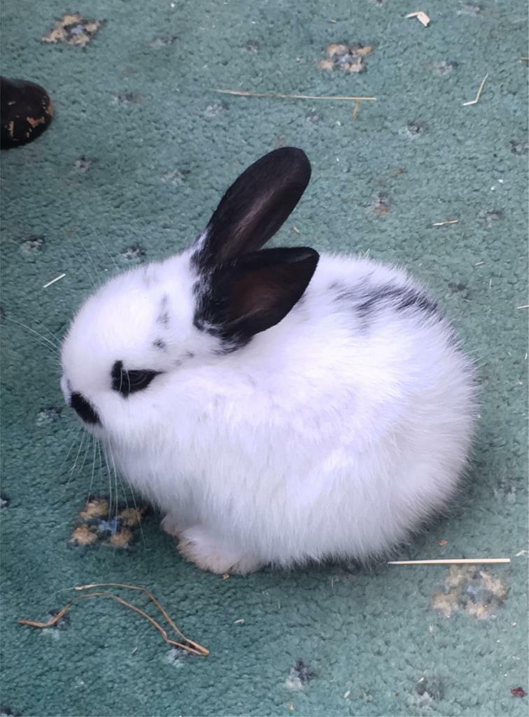 French Lop X Lion Head / British Spot Baby Rabbits. in Stratfordupon