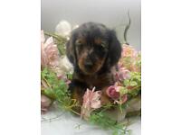 Absolutely beautiful Kc miniature dachshund pups💗