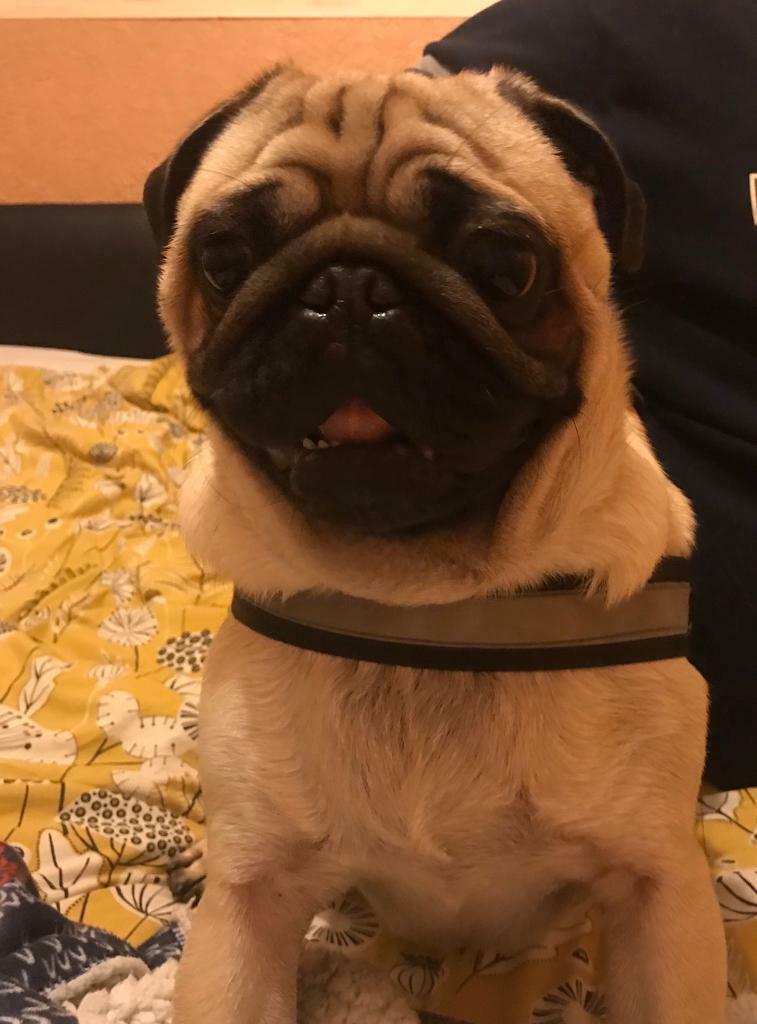 Stunning male pug in East End, Glasgow Gumtree