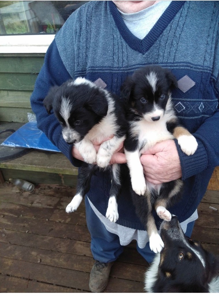 Border collie pups in Newton Mearns, Glasgow Gumtree