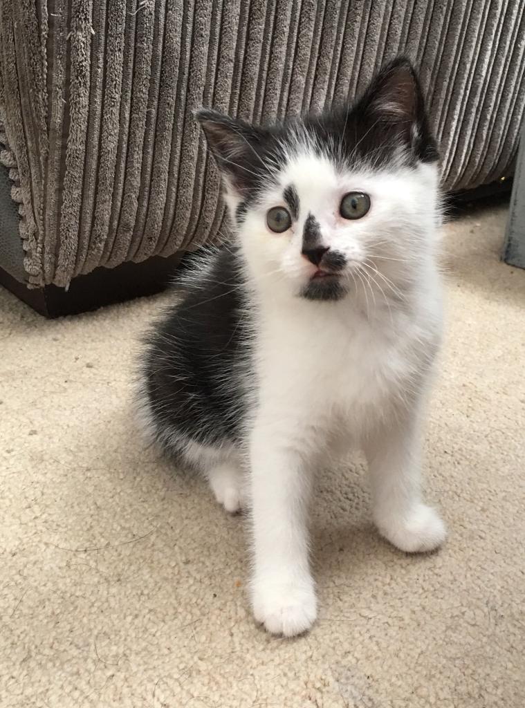 Black & White Kittens For Sale | in Brundall, Norfolk | Gumtree