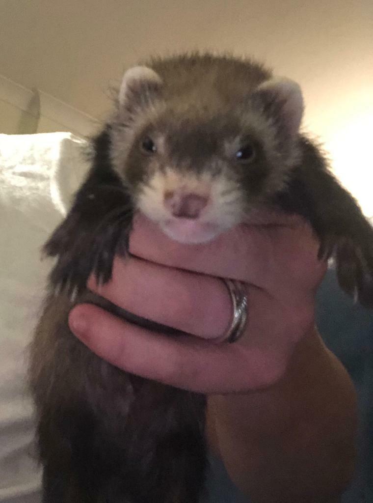 Ferret kit in Poole, Dorset Gumtree