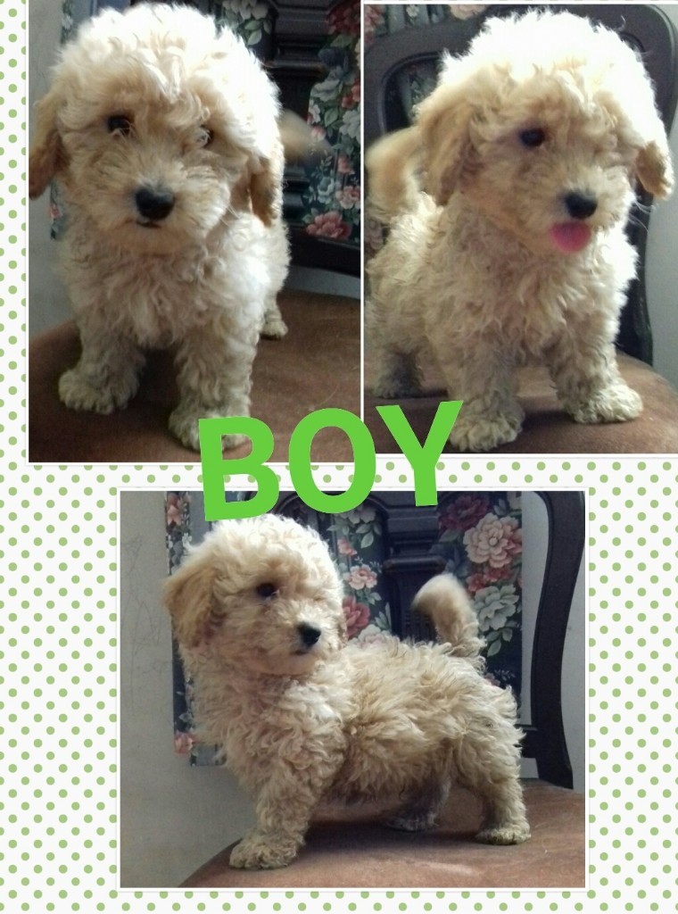 Toy poodle puppies for sale in Chatteris, Cambridgeshire Gumtree