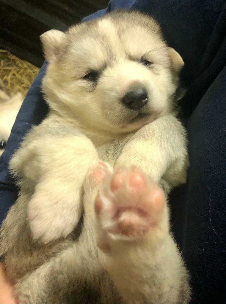 German Shepherd/Malamute cross Husky Puppies in Kinross, Perth and