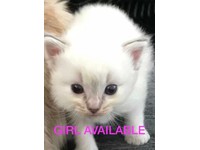 Ragdoll Kittens In Elderslie Renfrewshire Gumtree