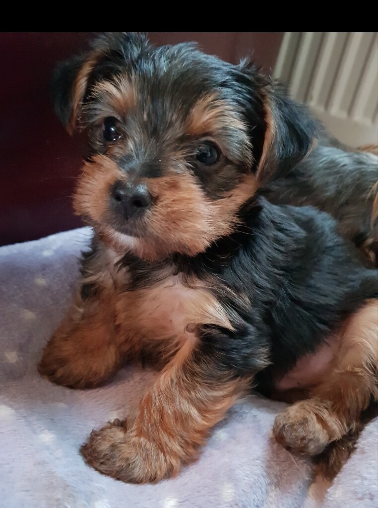 Miniature Yorkshire terrier puppies in Sandwell, West Midlands Gumtree
