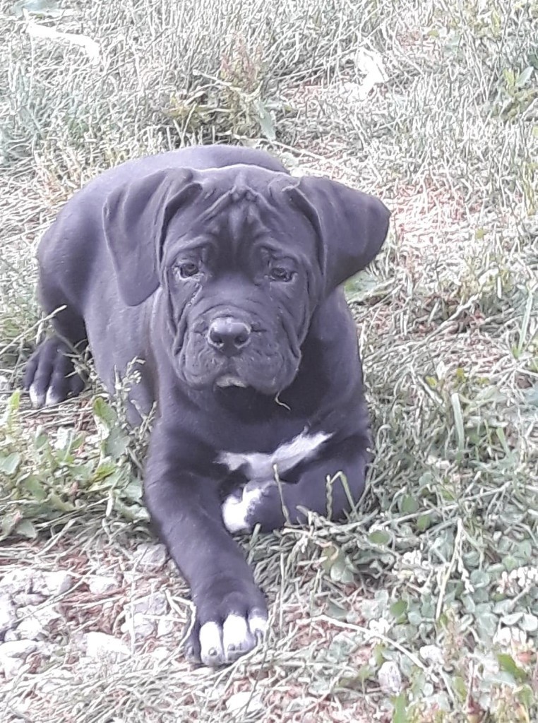 CANE CORSO PUP FOR SALE in Newry, County Down Gumtree