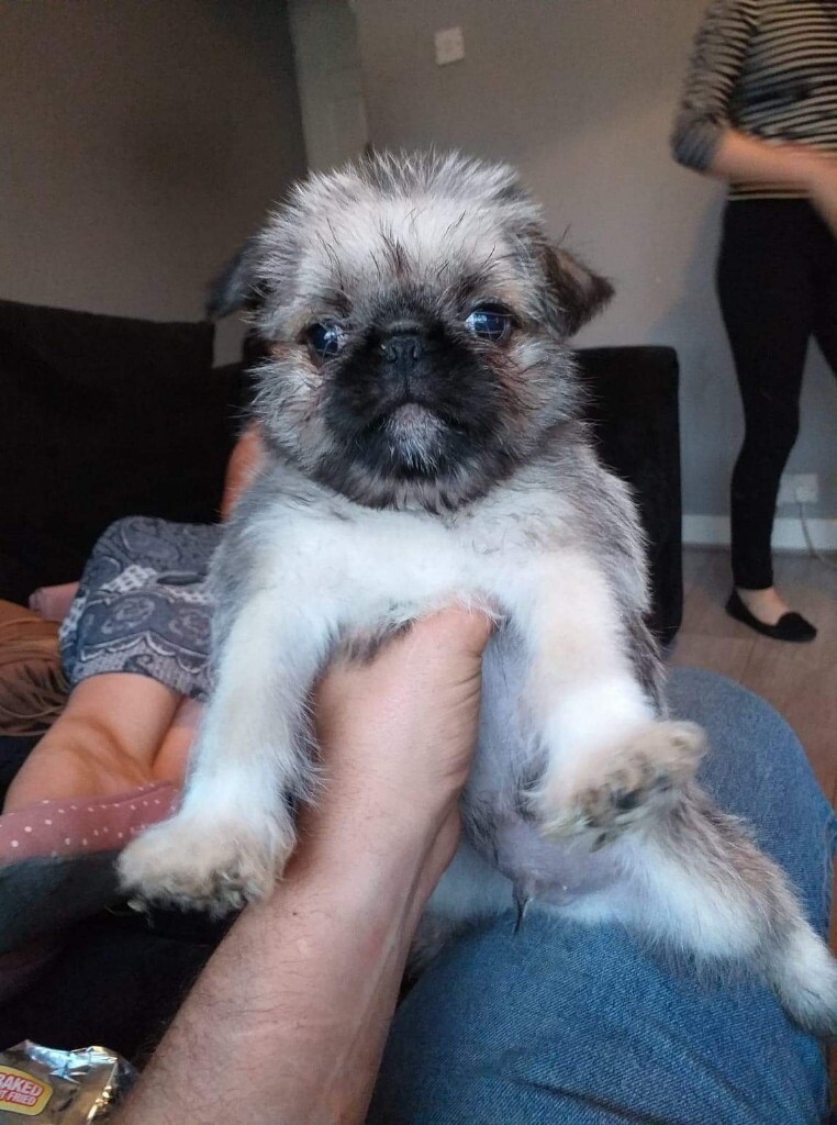 pug zu's in Bradford, West Yorkshire Gumtree