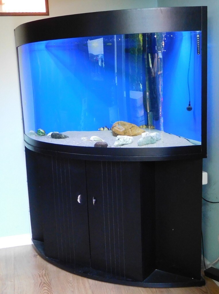 Bow Front Corner Aquarium in Coventry, West Midlands Gumtree