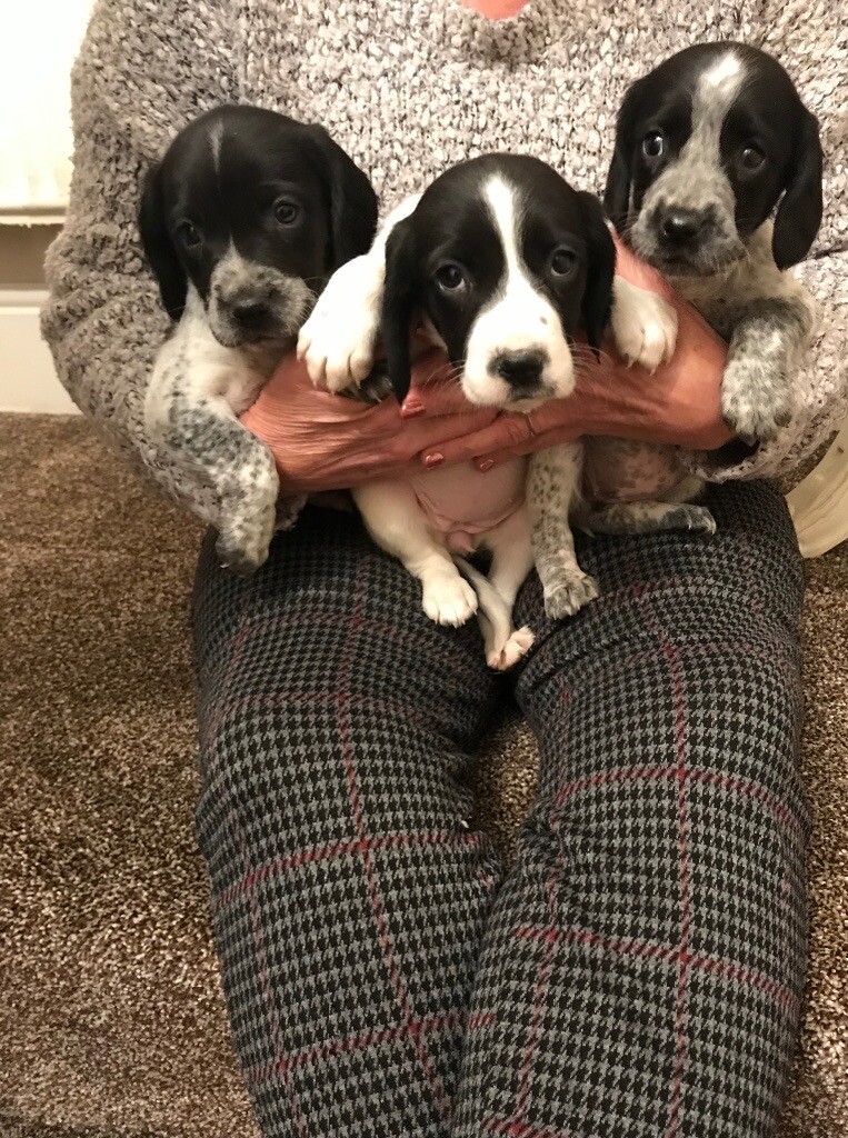 Springer spaniel cross beagle puppys in Hinckley, Leicestershire