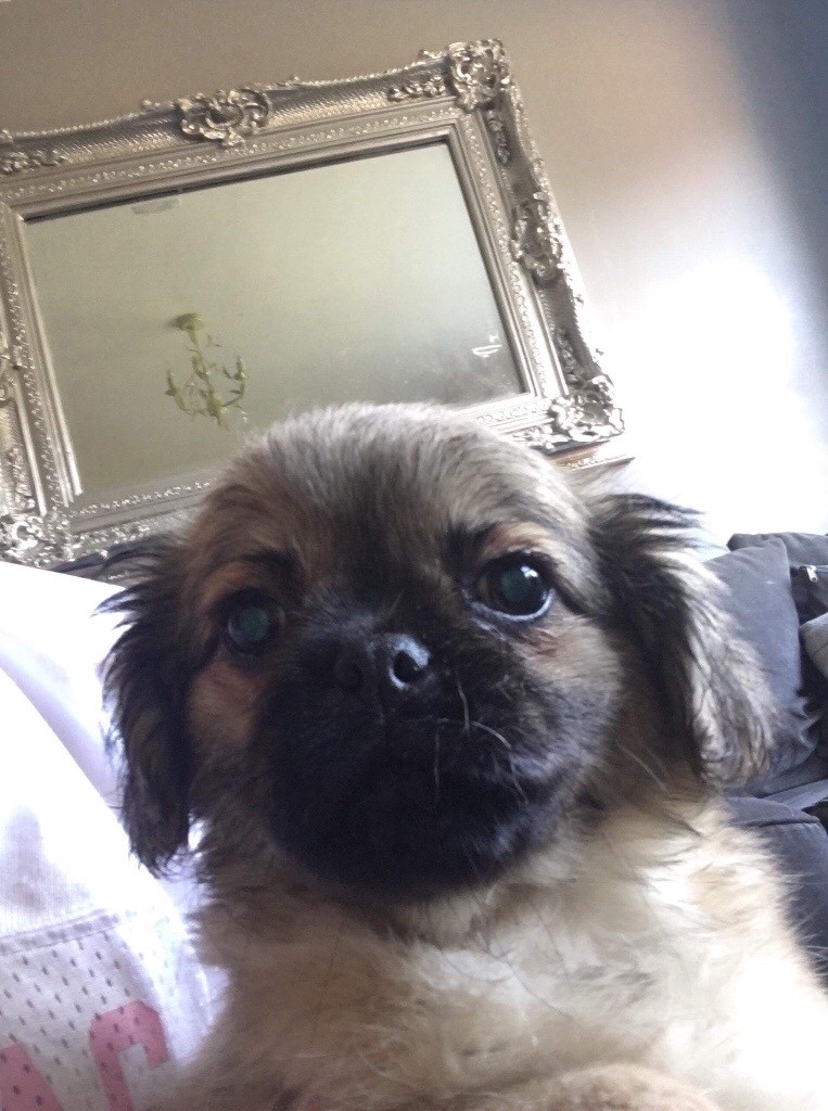 pug x shihtzu puppies!! in Rothwell, Northamptonshire Gumtree