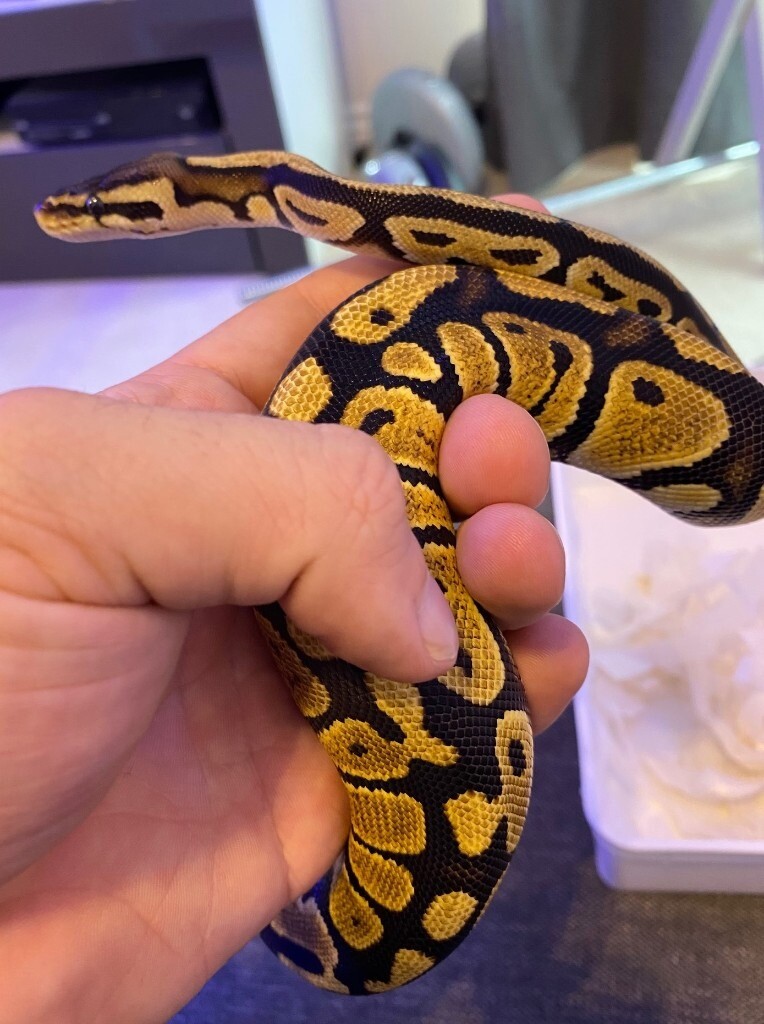 Female Pastel/VPI Axanthic Ball Python & Set Up in Wanstead, London