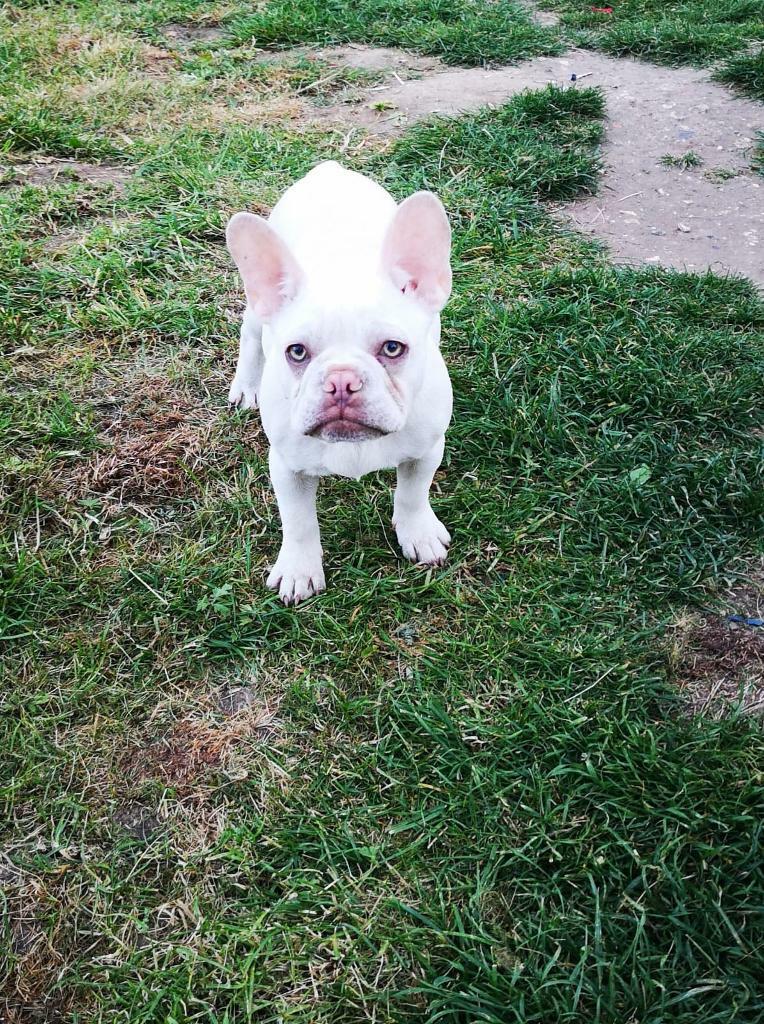 Platinum quad female french bulldog | in Dereham, Norfolk | Gumtree