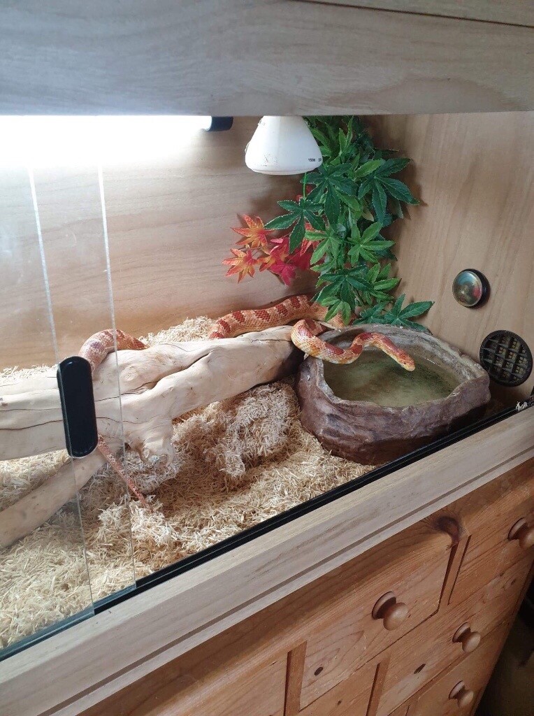 Corn snake with 4 ft vivarium and accessories for sale in Cheadle
