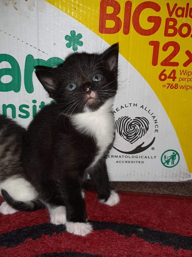 Kittens for sale in Cudworth, South Yorkshire Gumtree