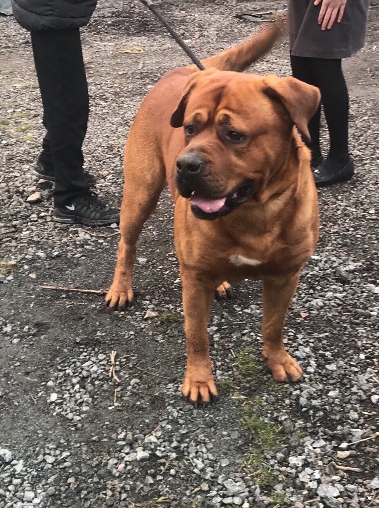 Dogue de Bordeaux x Rottweiler in Tilbury, Essex Gumtree